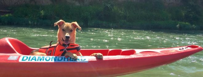 Kayak